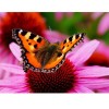 Butterfly & Flower 5D DIY Paint By Diamond Kit