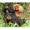 Cavalier King Charles Spaniel 5D DIY Paint By Diamond Kit