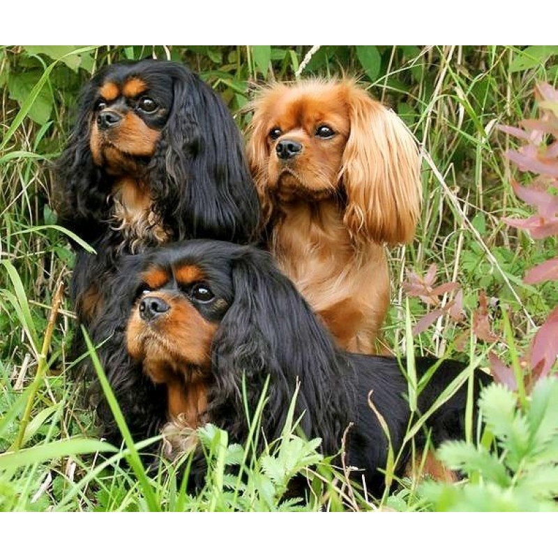 Cavalier King Charle...