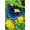 Blue Butterfly 5D DIY Paint By Diamond Kit