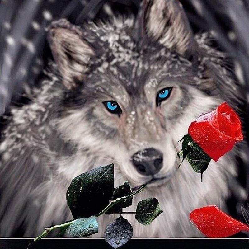Roses and Wolf 5D DI...