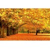 Autumn Forest 5D DIY Paint By Diamond Kit