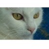 White Cat Eyes 5D DIY Paint By Diamond Kit