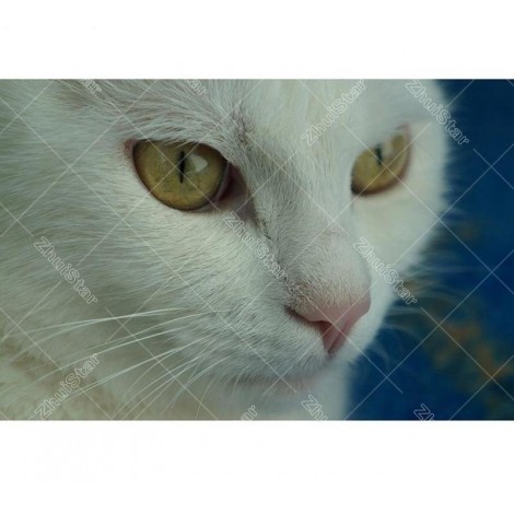 White Cat Eyes 5D DIY Paint By Diamond Kit