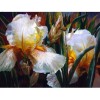 White Iris Flower 5D DIY Paint By Diamond Kit