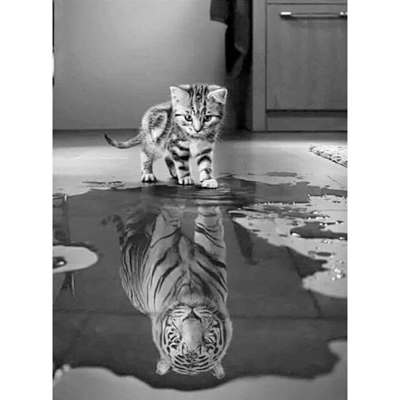 Delusional Cat 5D DI...