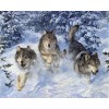 Three Wolves 5D DIY Paint By Diamond Kit