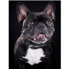Black Bulldog 5D DIY Paint By Diamond Kit
