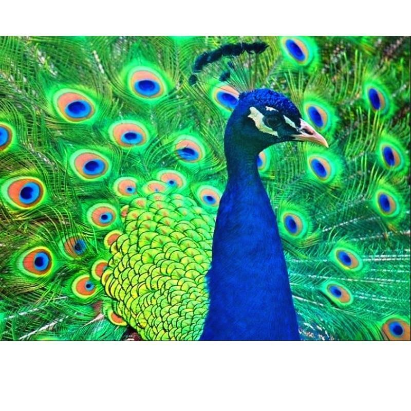 Beautiful Peacock 5D...