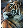 Tiger 5D DIY Paint By Diamond Kit