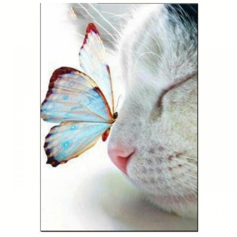 Butterfly & Cat ...