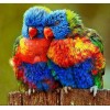 Beautiful Birds 5D DIY Paint By Diamond Kit