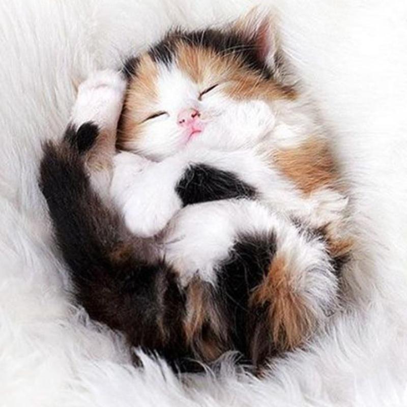 Cute Sleeping Kitten...