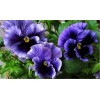 Violet Flowers 5D DIY Paint By Diamond Kit