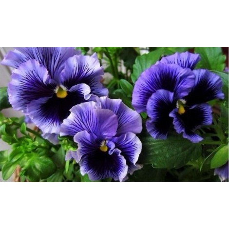 Violet Flowers 5D DIY Paint By Diamond Kit