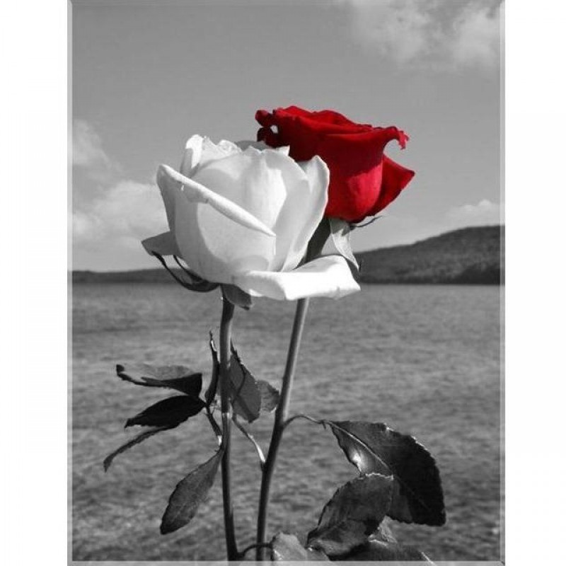 White And Red Roses ...