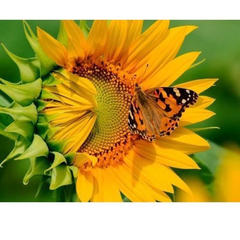Butterfly On Flower ...