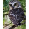 Big Eye Owl 5D DIY Paint By Diamond Kit