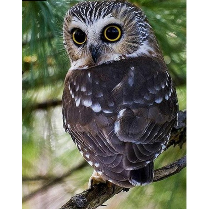 Big Eye Owl 5D DIY P...