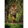 The Jungle Tiger 5D DIY Paint By Diamond Kit