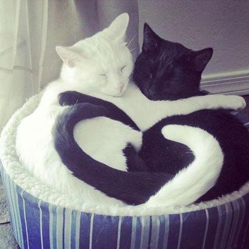 Yin & Yang Cats ...