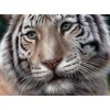 White Tiger 5D DIY Paint By Diamond Kit