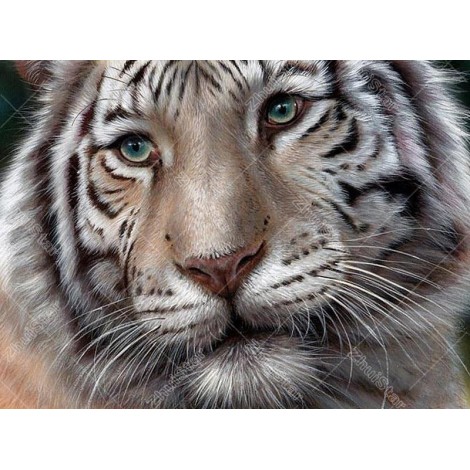 White Tiger 5D DIY Paint By Diamond Kit