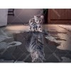 Cat Pictures Rhinestones 5D DIY Paint By Diamond Kit