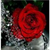 Water Droplet Rose 5D DIY Paint By Diamond Kit