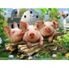 Three Cute Pigs 5D DIY Paint By Diamond Kit