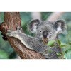 Bear Koala 5D DIY Paint By Diamond Kit