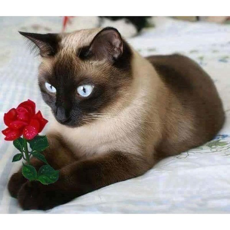 Cat Holding A Rose 5...
