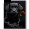 Black Dog Rose 5D DIY Paint By Diamond Kit