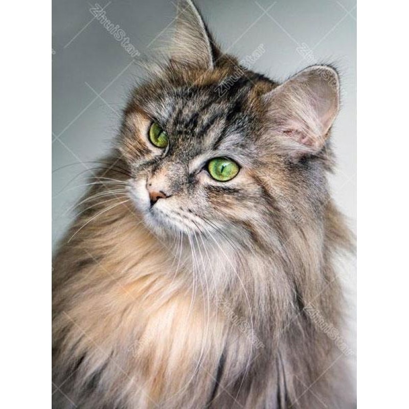 Cat 5D DIY Paint By ...