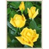 Yellow Rose 40*30 5D DIY Paint By Diamond Kit