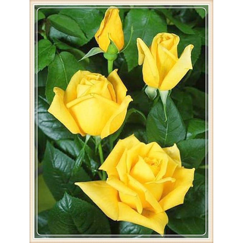 Yellow Rose 40*30 5D...