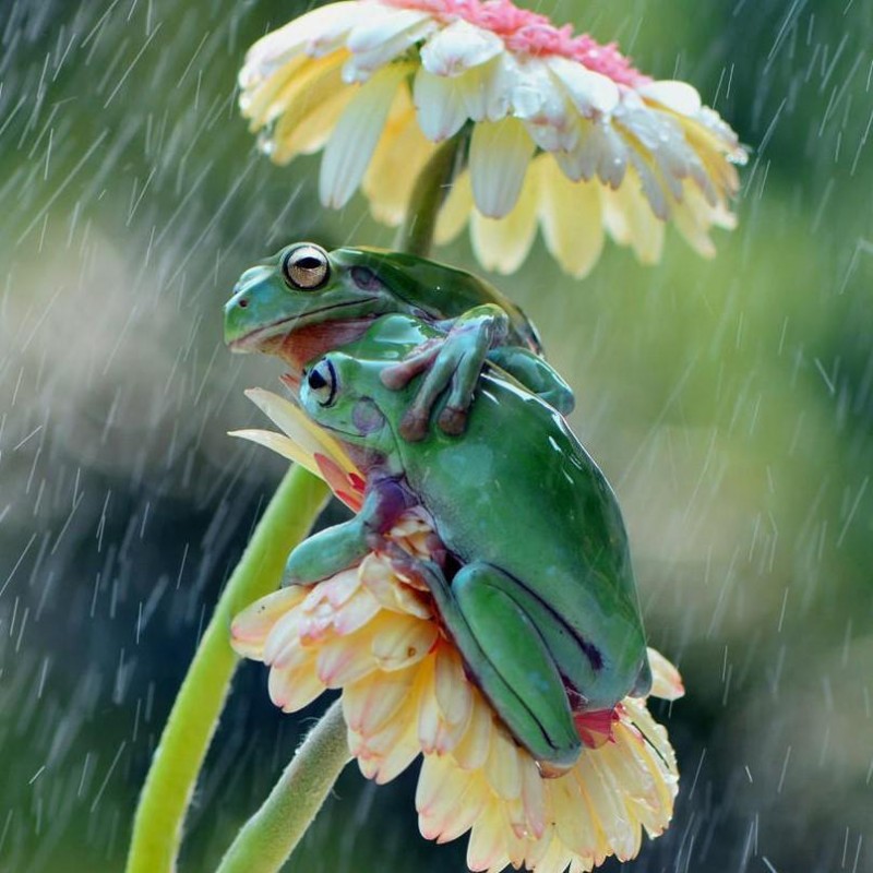 Two Frogs in Rain 5D...