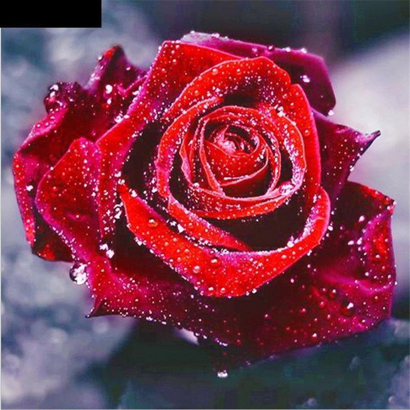 Beautiful Roses 5D DIY Pa...