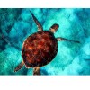 Turtle 5D DIY Paint By Diamond Kit