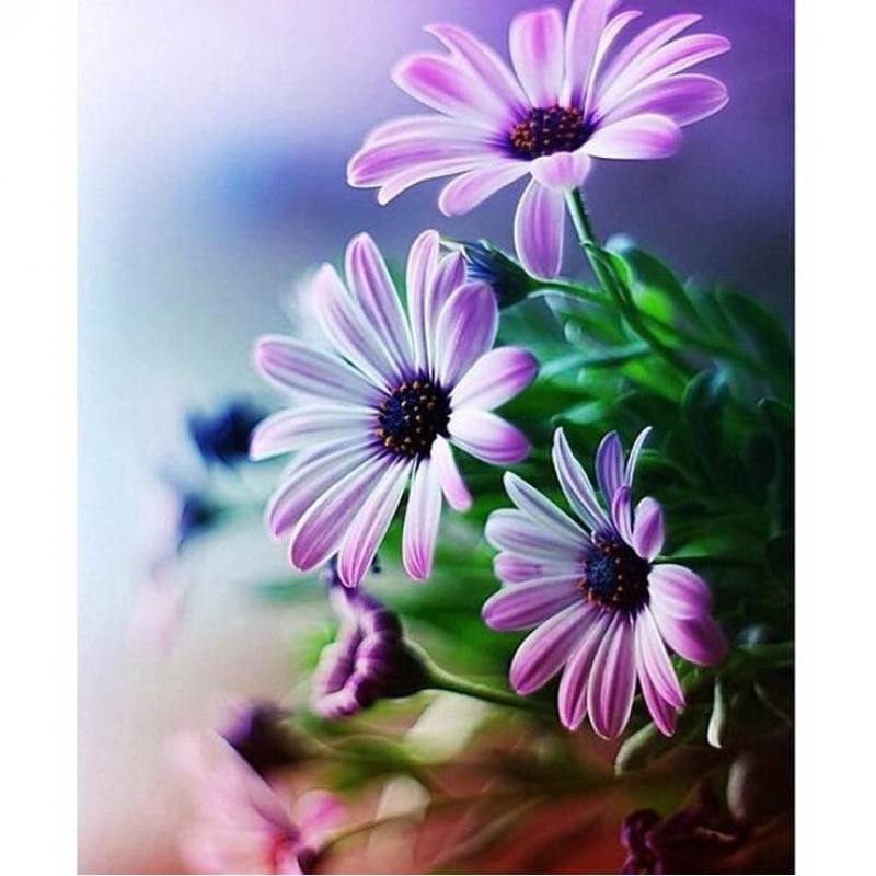 Beautiful Purple Flowers ...