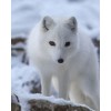 White Fox 5D DIY Paint By Diamond Kit