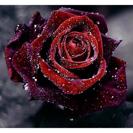 Beautiful Black Rose 5D DIY Paint By Diamond Kit