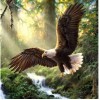 Soaring Eagle 5D DIY Paint By Diamond Kit