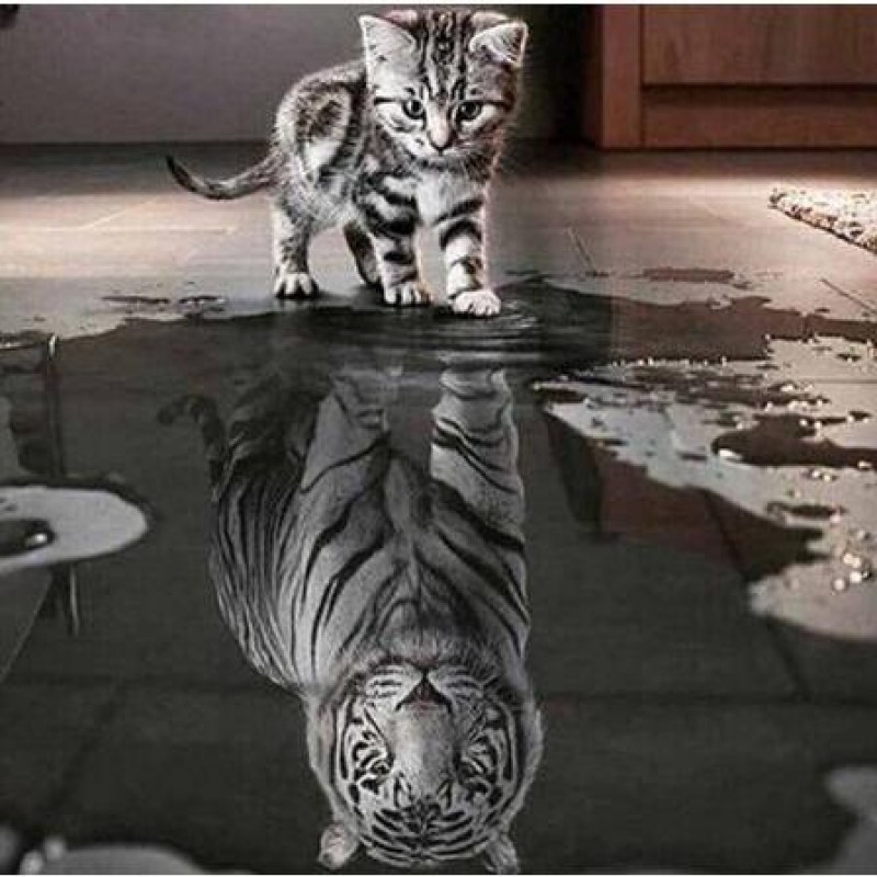 Cat's Reflection 5D ...